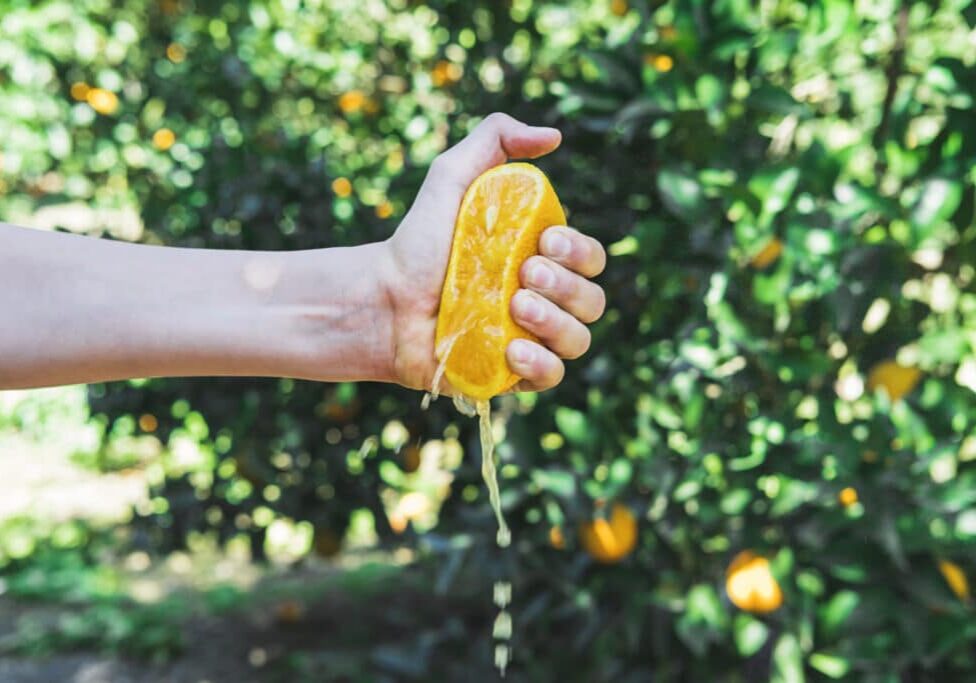 A human hand crushes half of a juicy orange. Splashes of juice from a ripe fruit on a green background. Orange orchard and harvest. Close-up of a cut orange. Harvest season.